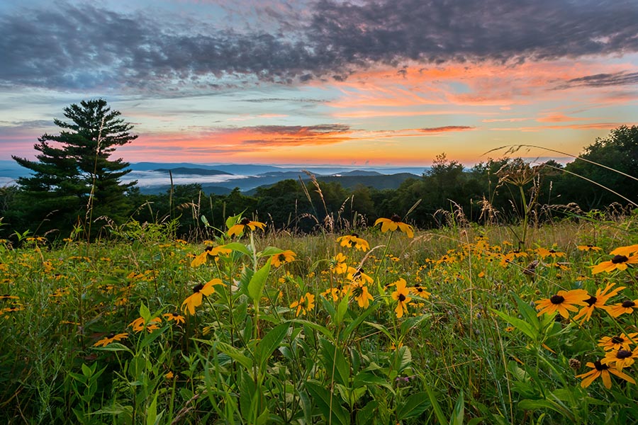 Virginia Insurance - a Field of Black-Eyed Susan Flowers, Green Grass, and Trees, With the Blue Ridge Mountains in the Distance and a Sunset Overhead